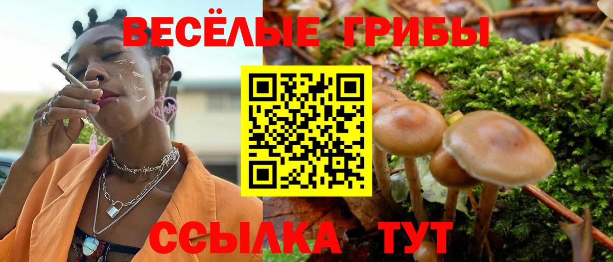 Галлюциногенные грибы Psilocybe Павловский Посад